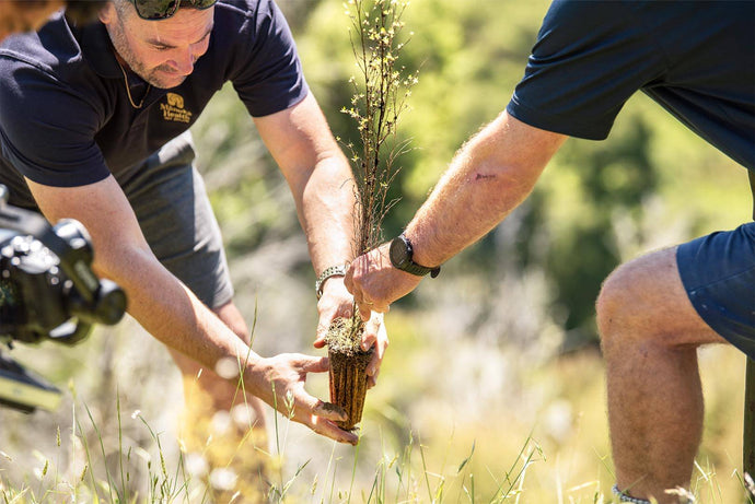 THE MIGHTY MĀNUKA TREE – POWERFUL PROTECTER OF PEOPLE & THE ENVIRONMENT